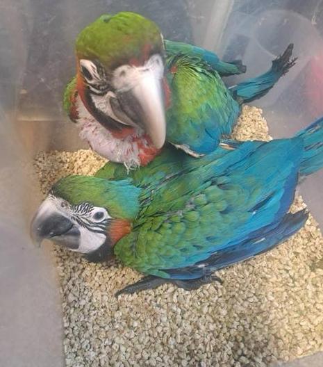 Taper plutôt que apprivoiser ! Jeune ara arlequin, Animaux & Accessoires, Oiseaux | Perruches & Perroquets, Mâle, Perroquet, Parleur