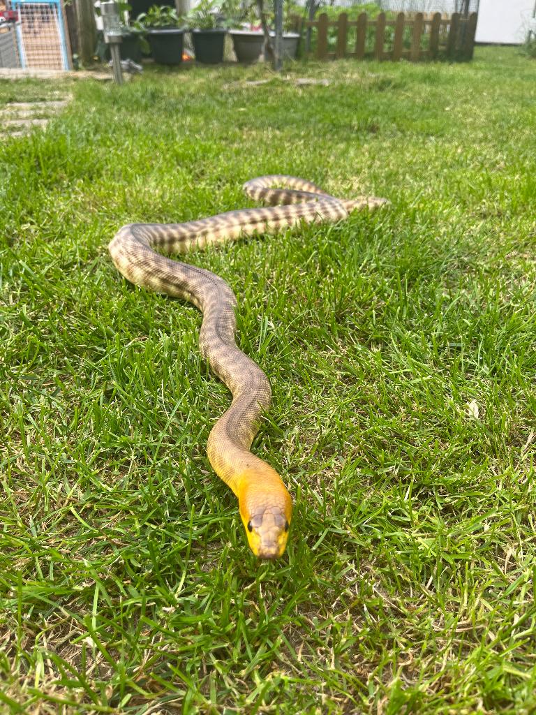 1.1 Aspedites ramsayii, Animaux & Accessoires, Serpent, 7 à 10 ans