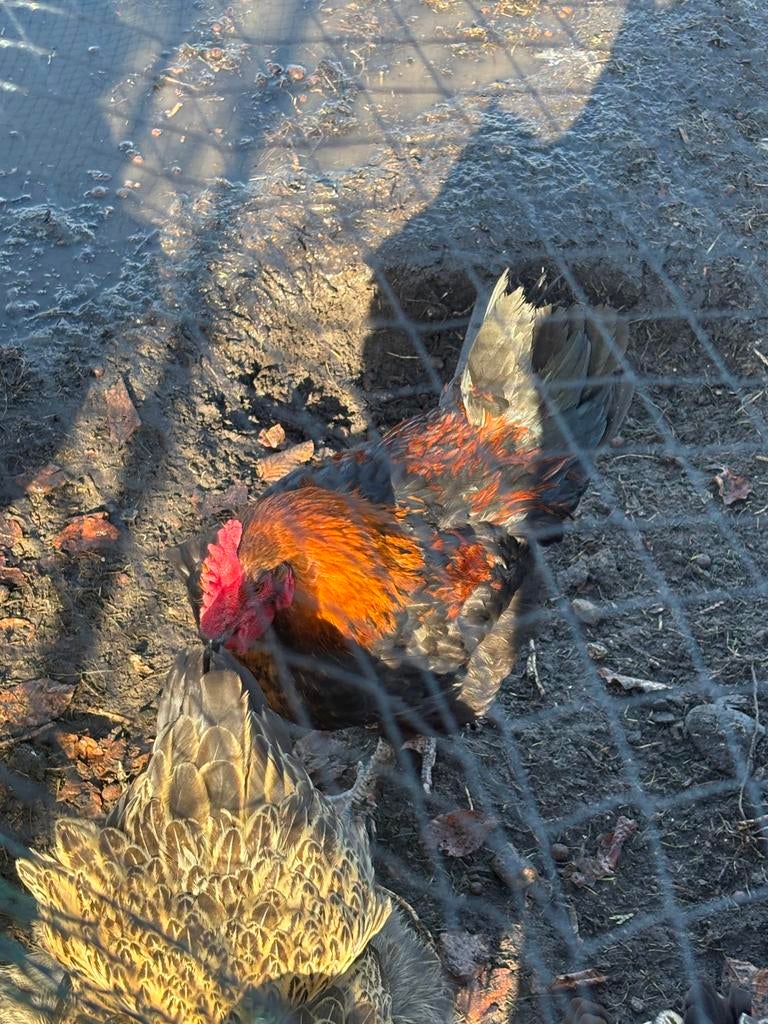 Marans copperhead, Dieren en Toebehoren, Pluimvee, Mannelijk, Kip