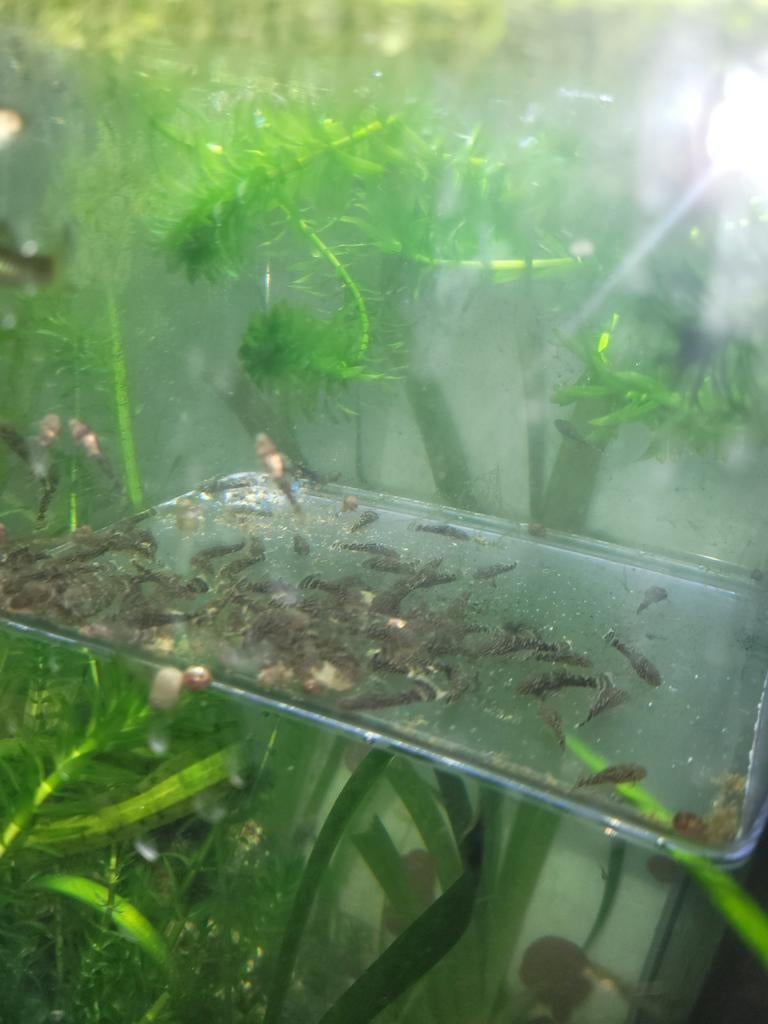 Pleco 2 à 5cm