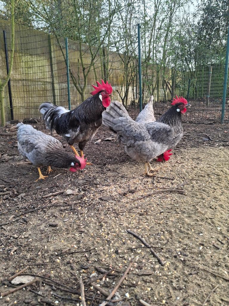 Verse Broedeieren leghorn Blauw, Dieren en Toebehoren, Geslacht onbekend, Kip