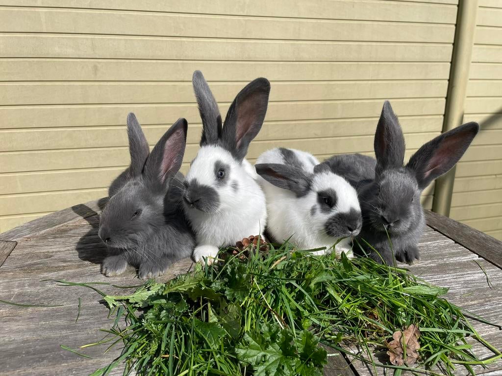 Reuzenvlinders Groot-Lotharingers wit-blauw reuzen konijnen, Dieren en Toebehoren, Konijnen, Meerdere dieren, Groot, 0 tot 2 jaar