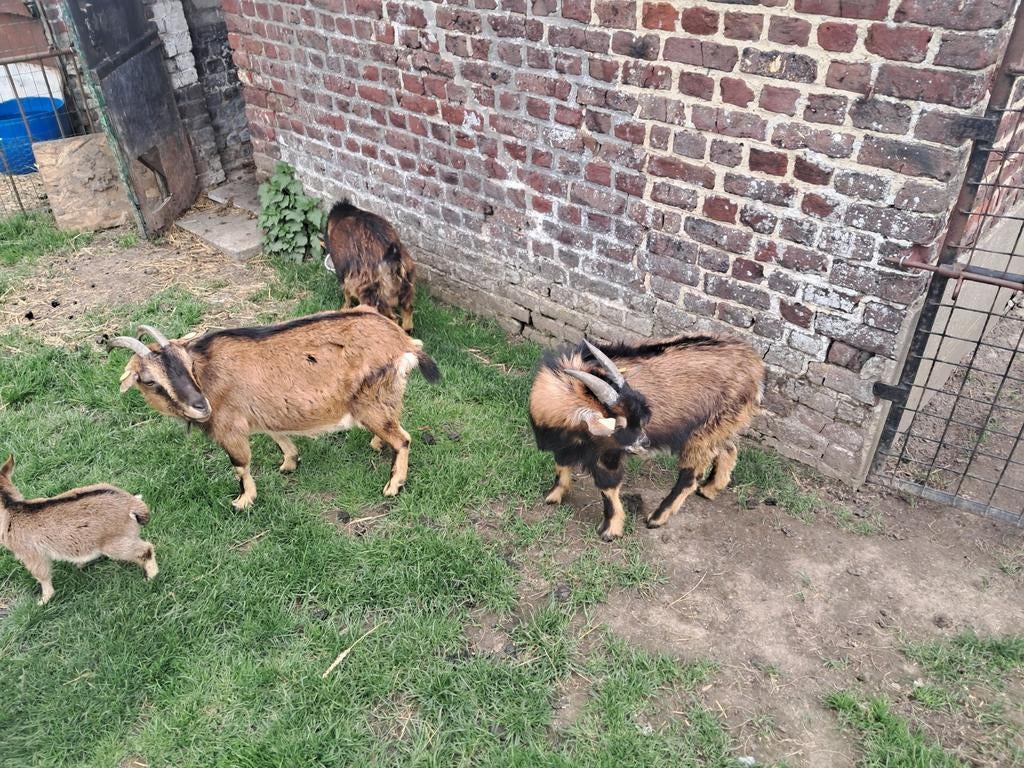 Dwerggeiten te koop bokken en ooien, Dieren en Toebehoren, Schapen, Geiten en Varkens