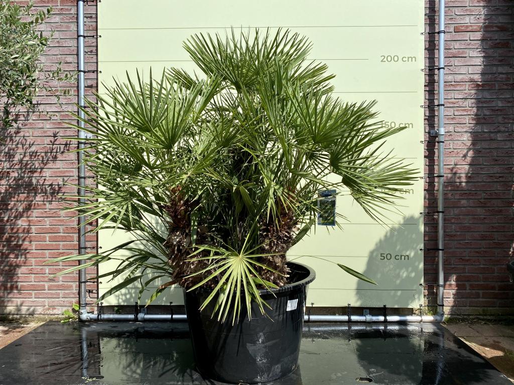 Palmboom - Chamaerops Humilis - stamhoogte 80 cm, Tuin en Terras, Planten | Bomen