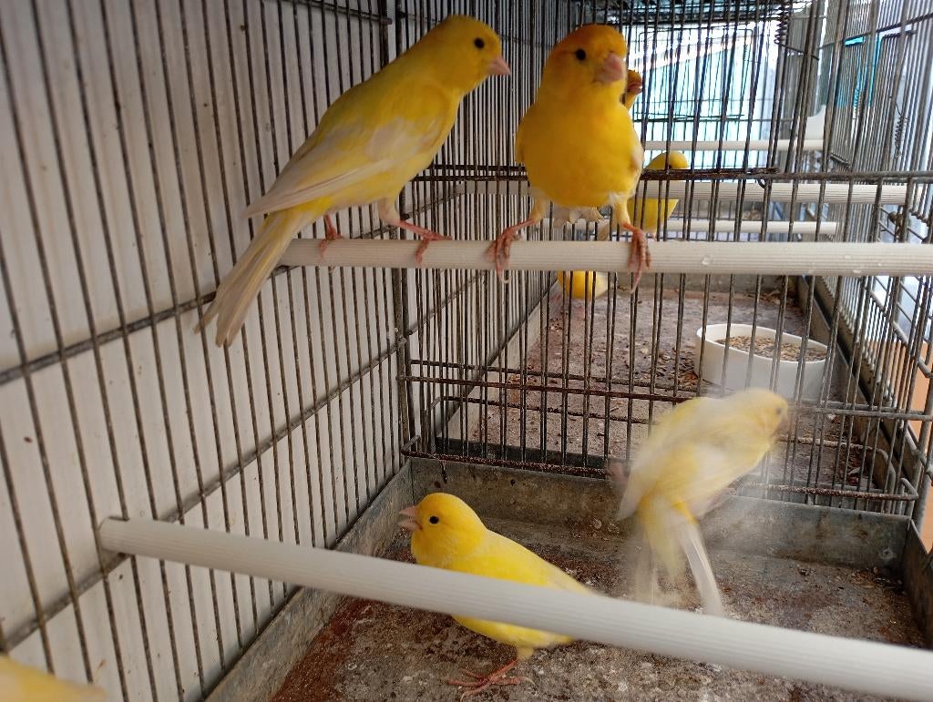 kanarie mannen, Dieren en Toebehoren, Vogels | Kanaries, Zangkanarie, Mannelijk