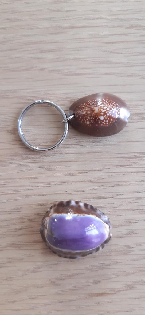kaurischelp tijgeroog = sleutelhanger bruin + schelp paars, Ophalen of Verzenden, Schelp(en)