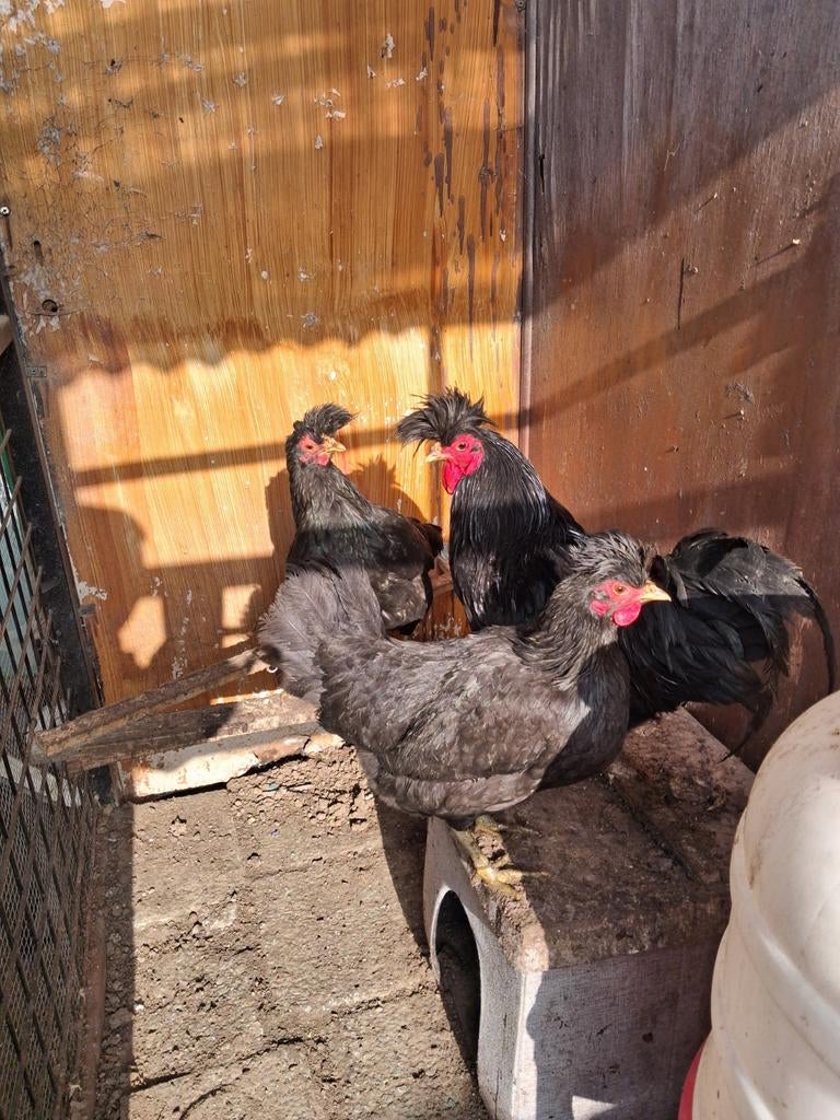 Kosovolangkraaier, Dieren en Toebehoren, Pluimvee