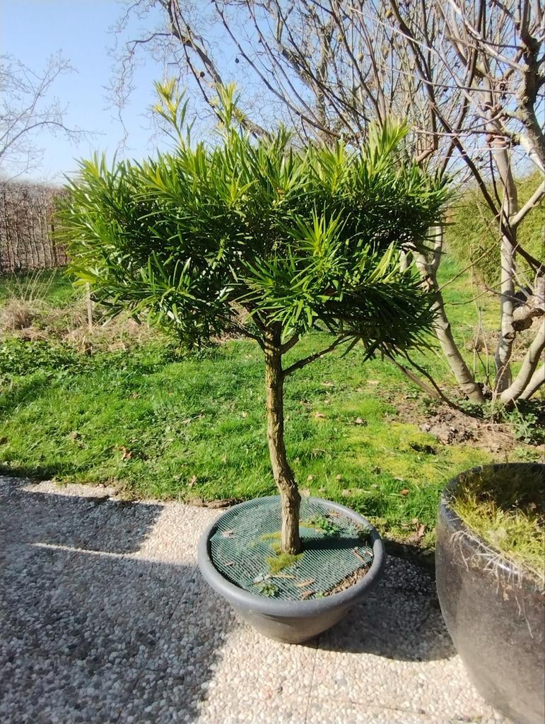 Bonsaï Podocarpus, Tuin en Terras, Ophalen