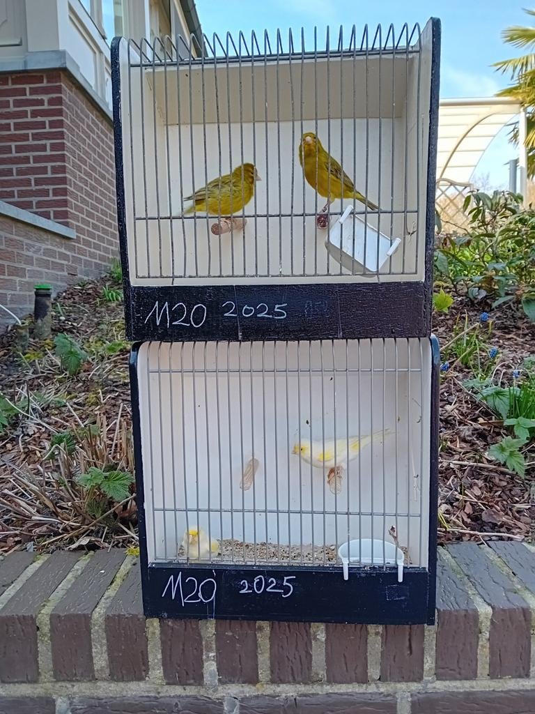 Mooien groote gezonde kanaries, Dieren en Toebehoren, Vogels | Kanaries