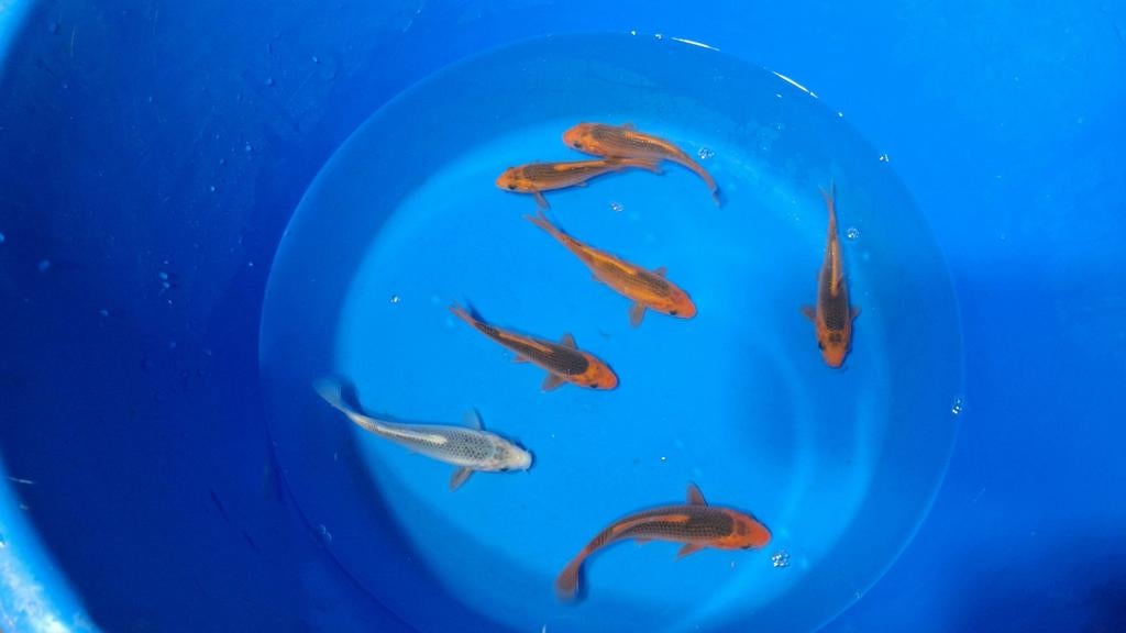 Aka bekko en asagi van Otsuka, Dieren en Toebehoren, Karper of Koi