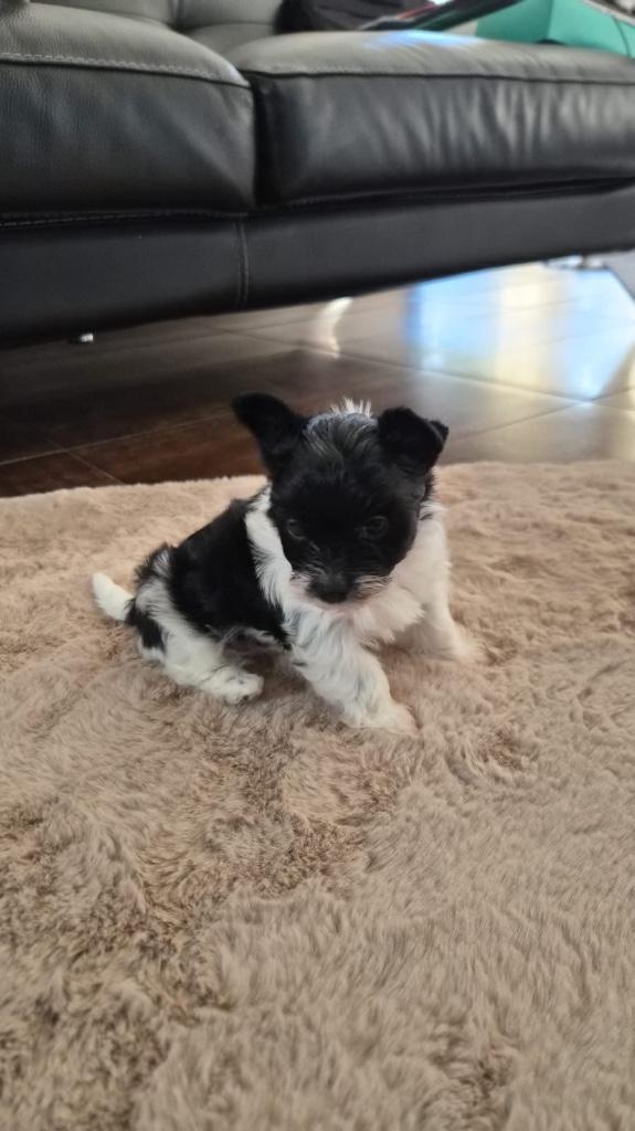 Yorkshire fille Biro noire et blanche, Animaux & Accessoires, Chiens | Jack Russell & Terriers, Chienne, Yorkshire Terrier, Éleveur | Loisir