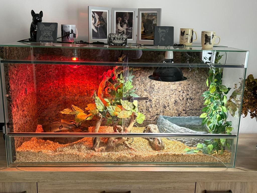 Compleet  terrarium met Boa Imperator, Animaux & Accessoires, Enlèvement, Utilisé, Terrarium ou Paludarium