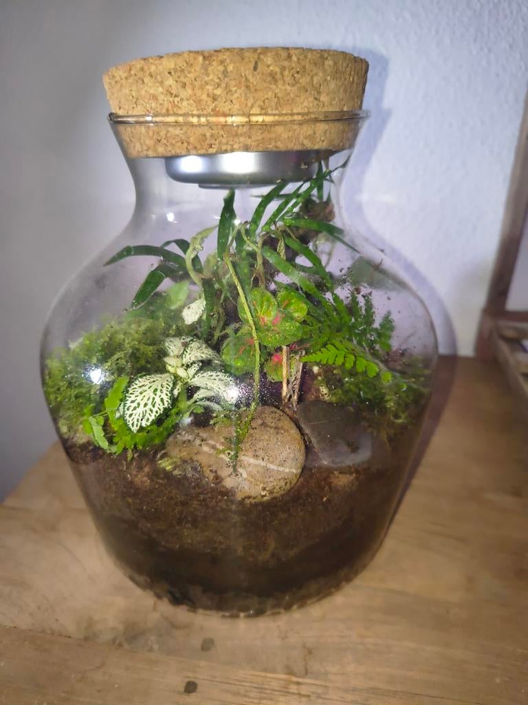 Tropische Plantenbokaal, Ophalen, Palm