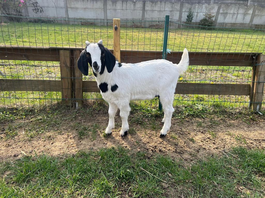 Anglo nubisch bokje, Dieren en Toebehoren, Mannelijk, Geit, 0 tot 2 jaar