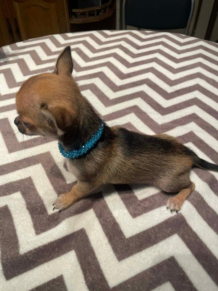 Chihuahua-pups mooi mini raszuiver zeer mooi kleintjes, Hépatite contagieuse (maladie de Rubarth), 8 à 15 semaines, Plusieurs