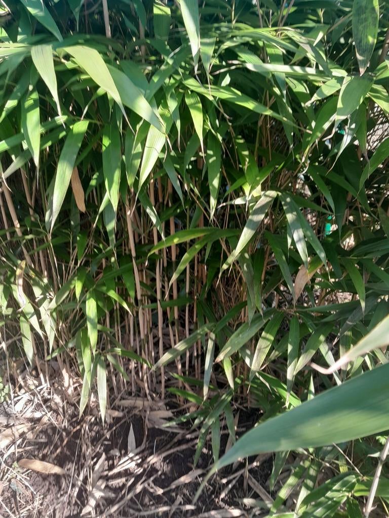 Diverse bamboescheuten van de PSEUSASA JAPONICA gratis., Tuin en Terras, Planten | Tuinplanten, Ophalen