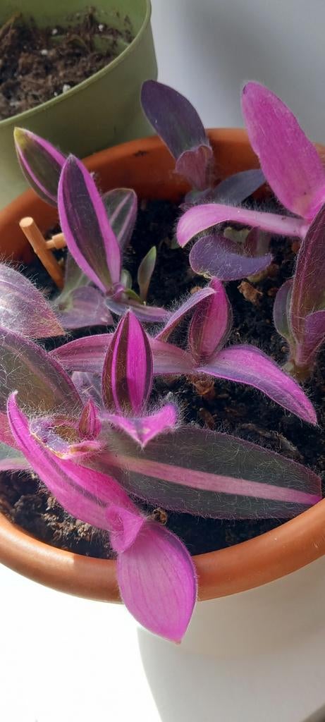 Zeldzame tradescantia palida pink stripe, Enlèvement