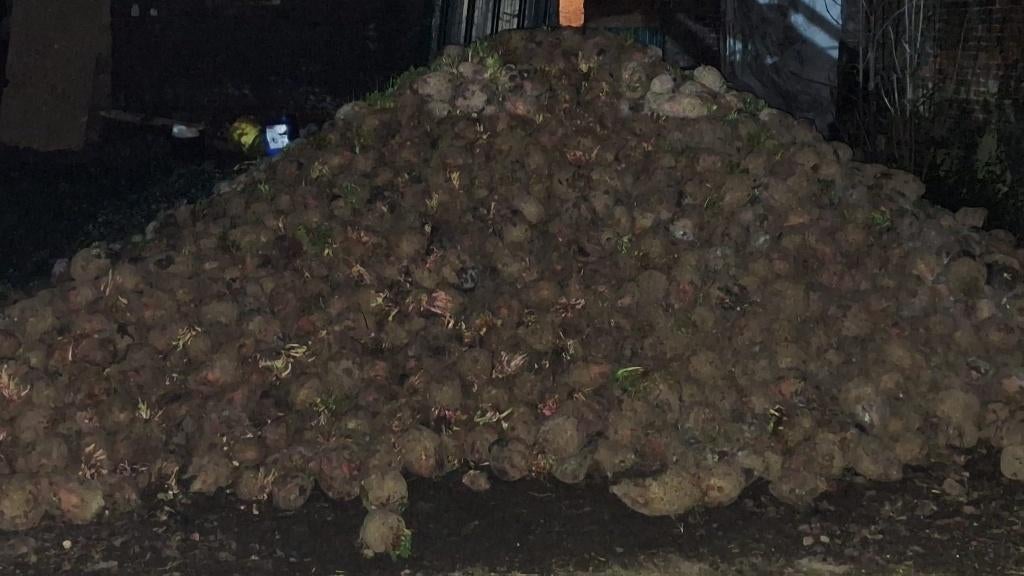 Voederbieten te koop, Zakelijke goederen, Ophalen