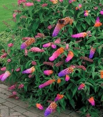 Bicolor vlinderstruik buddeleya, Ophalen of Verzenden