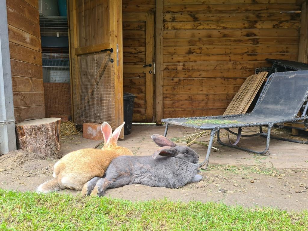 Vlaamse reuzen/ Duitse reuzen, Animaux & Accessoires, Mai