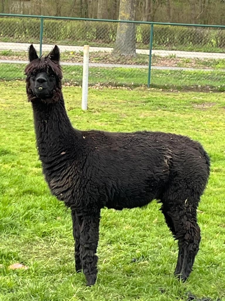 Alpaca merrie, Mei