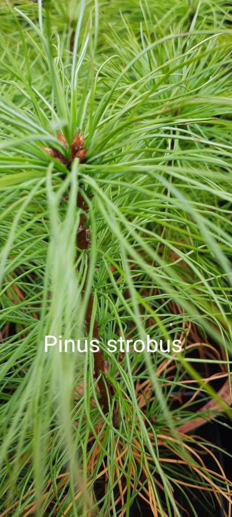 Heilzame naaldachtigen, Tuin en Terras, Ophalen