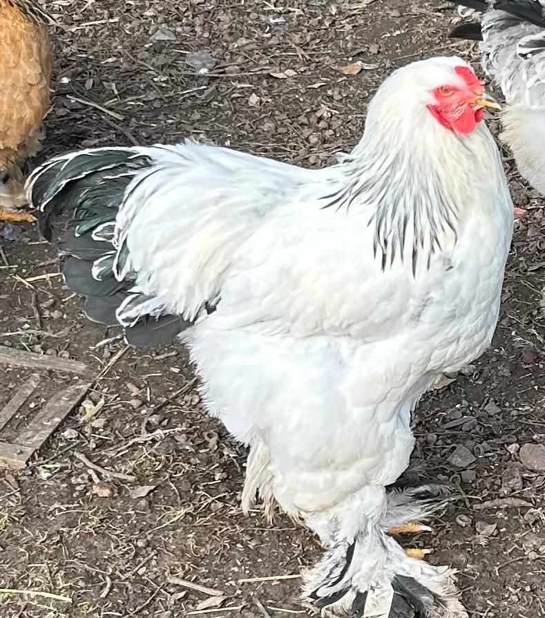 Mooie Brahma hanen, Dieren en Toebehoren, Pluimvee, Mannelijk, Kip