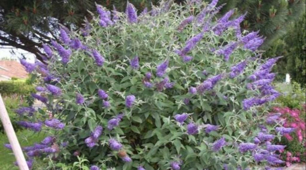 Buddleja davidii Lochinch (vlinderstruik), Tuin en Terras, Planten | Tuinplanten, Ophalen