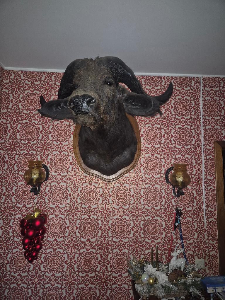 tete de buffle, Enlèvement, Comme neuf