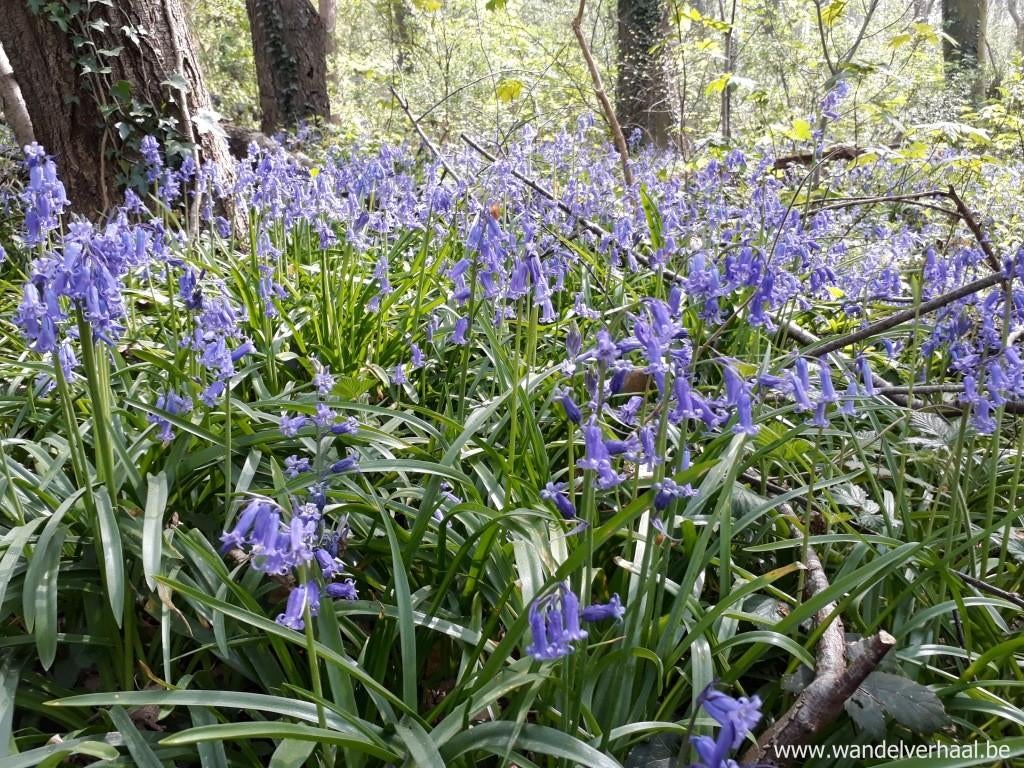 Voorjaarbloeiers gezocht - ruilen met sneeuwklokjes mogelijk, Ophalen of Verzenden