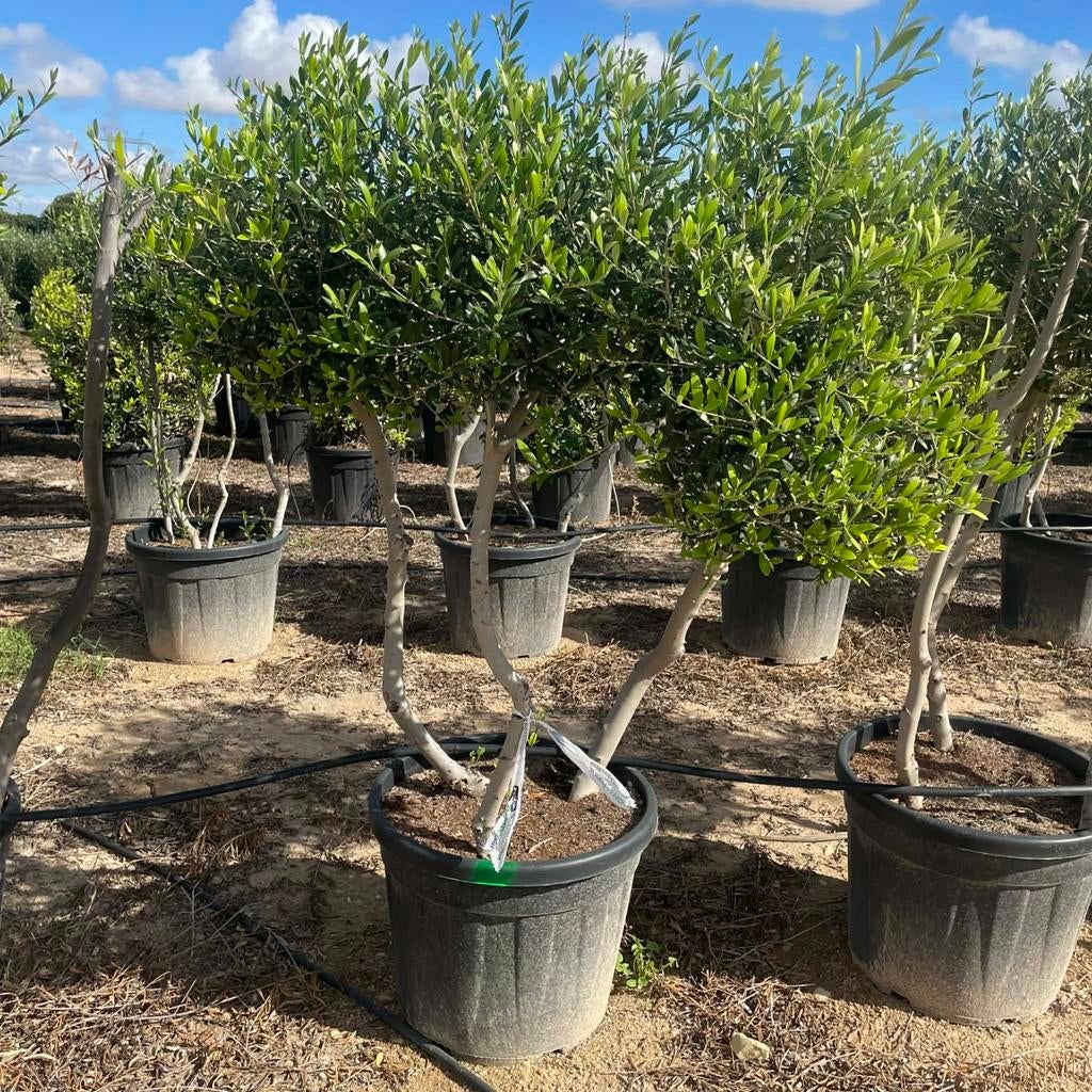 ‼️Olijfbomen olea europaea vanaf april in België ‼️, Ophalen
