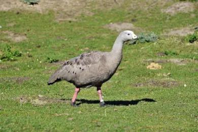 Gezocht : sierpluimvee en parkdieren, Dieren en Toebehoren, Pluimvee, Overige soorten, Meerdere dieren