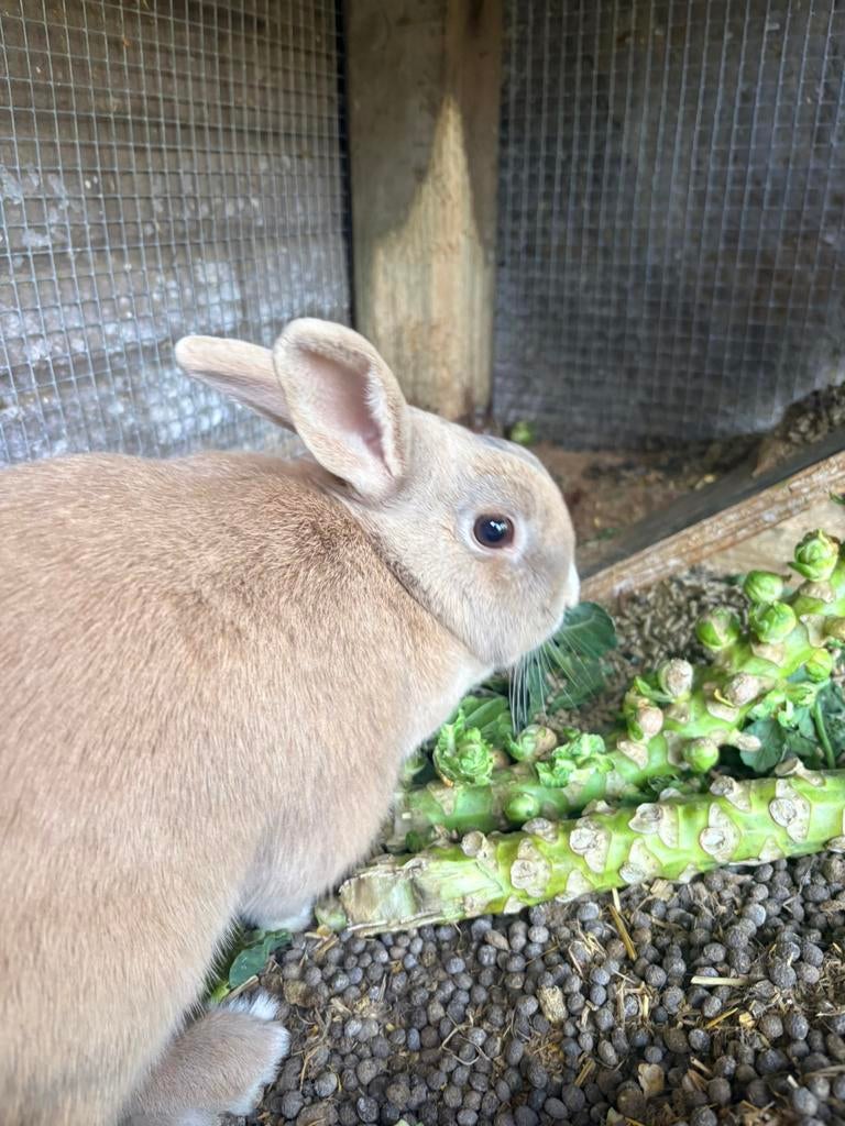 Konijntjes te koop., Dieren en Toebehoren, Konijnen, Vrouwelijk, Klein, 3 tot 5 jaar