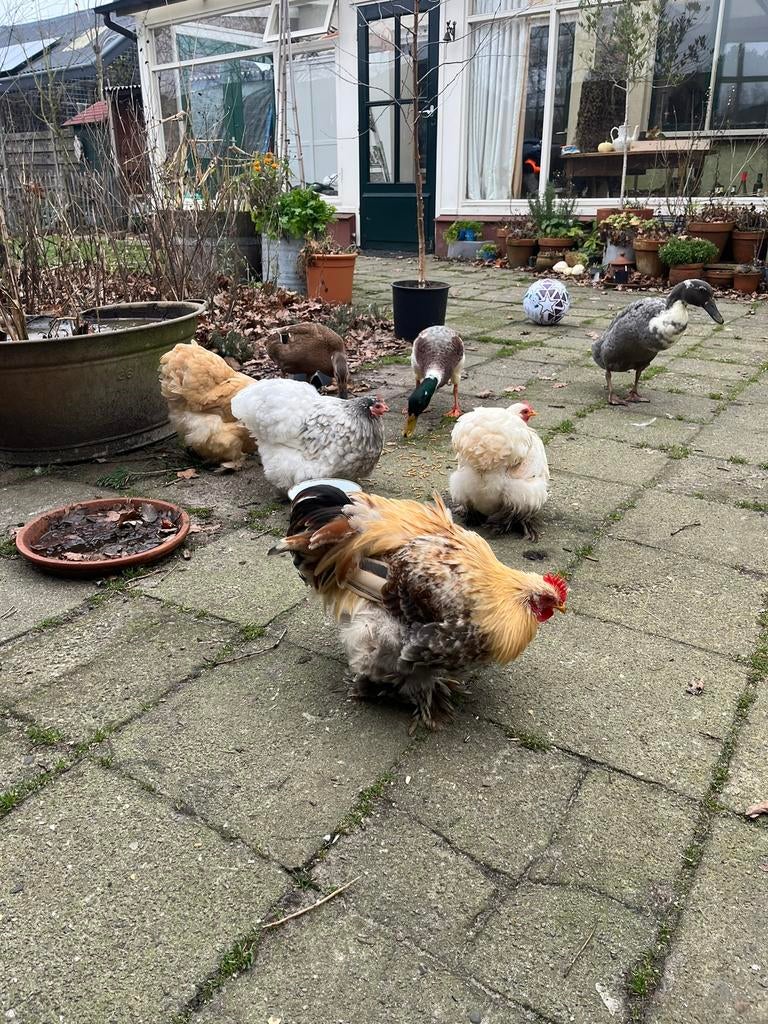 Broedeieren Cochin kriel te koop, Dieren en Toebehoren, Geslacht onbekend, Kip