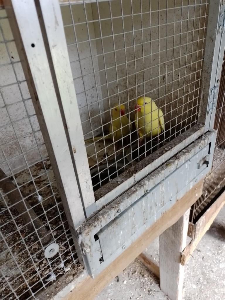 halsbanden, Animaux & Accessoires, Plusieurs animaux, Perruche