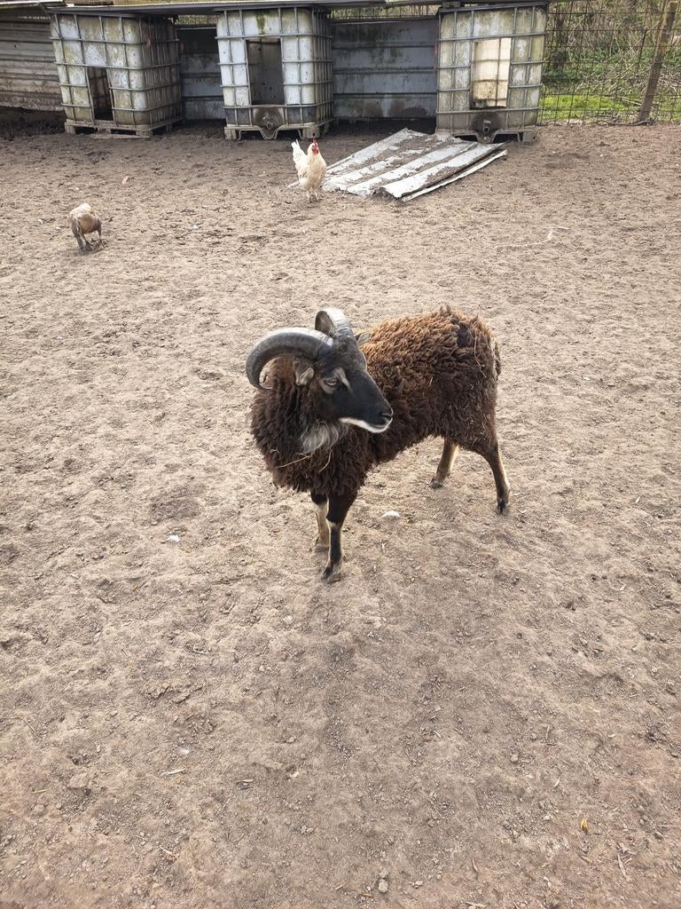 Moutons de soja, Animaux & Accessoires