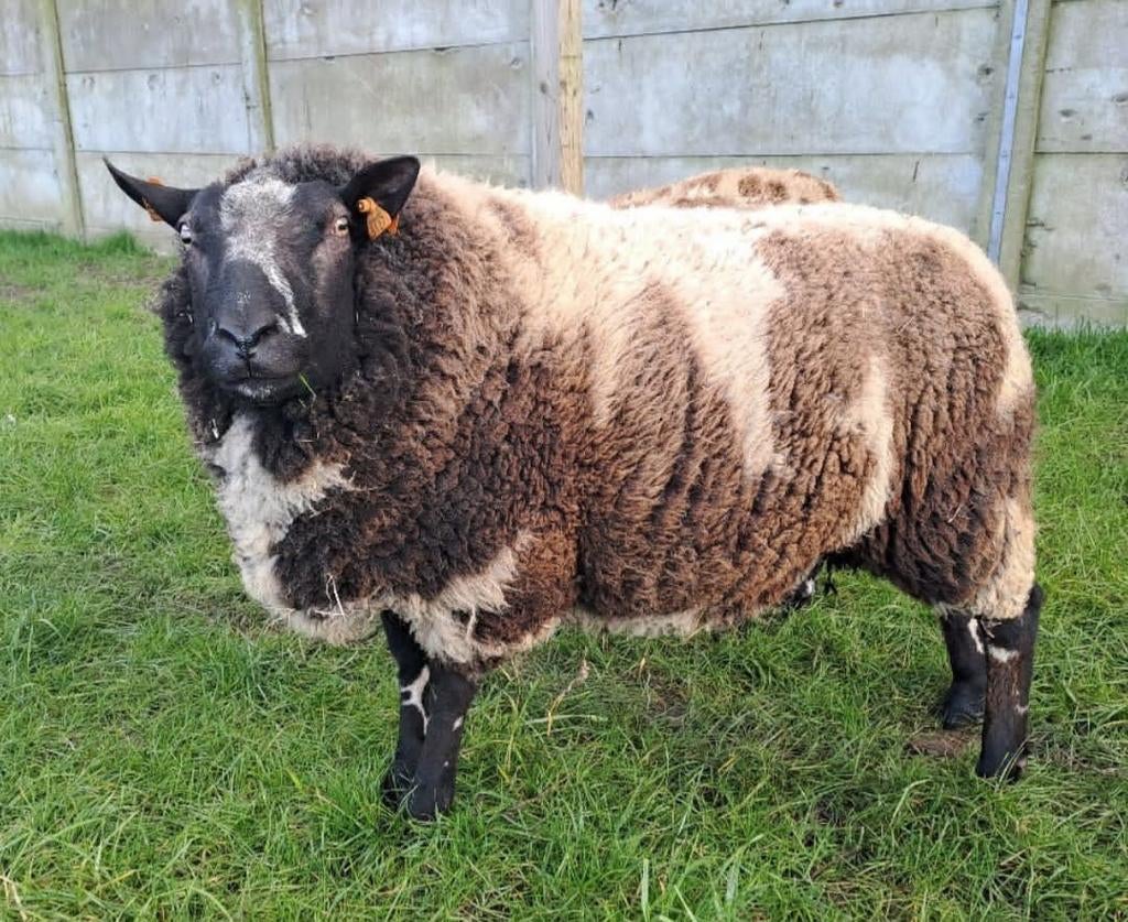Bont schaap ram, Dieren en Toebehoren, Schapen, Geiten en Varkens, Schaap