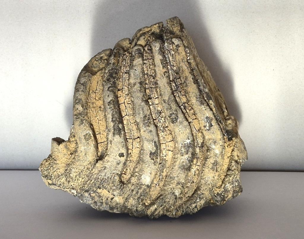 heel mooie mammoetkies 15x15cm - topexemplaar, Verzamelen, Mineralen en Fossielen, Ophalen of Verzenden, Fossiel