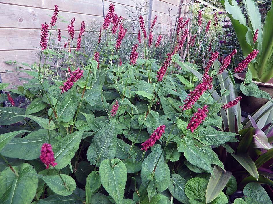 Overschot Gezonde Tuinplanten aan €.1,00/pot, Tuin en Terras, Volle zon, Vaste plant, Zomer, Ophalen