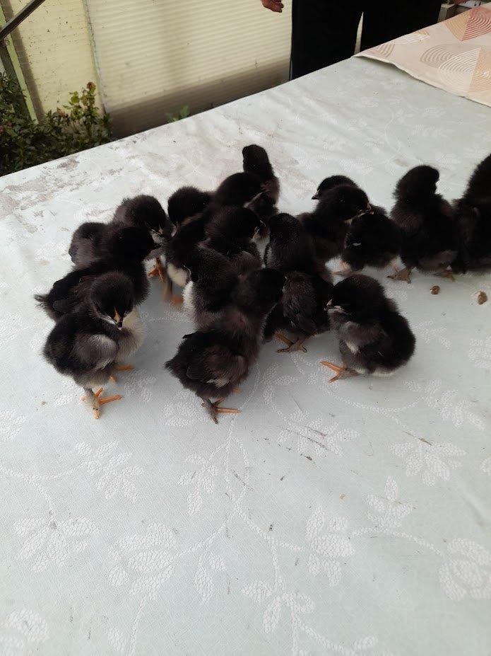 poussins marans noir/cuivré, Sexe inconnu, Poule ou poulet