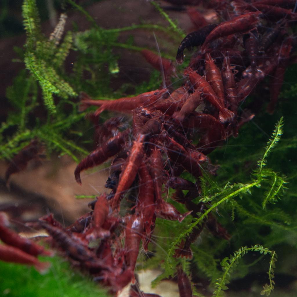 Neocaridina Bloody Mary Garnaal, Kreeft, Krab of Garnaal, Zoetwatervis