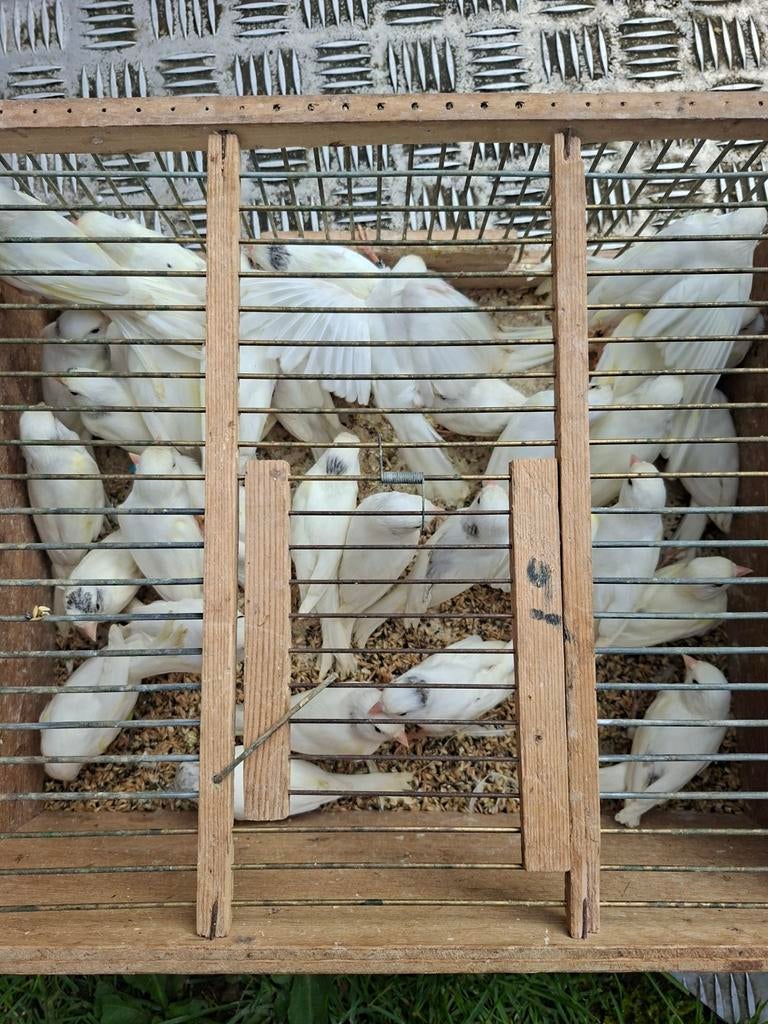 Raza kanaries witte  25euro stuk, Dieren en Toebehoren, Konijnen