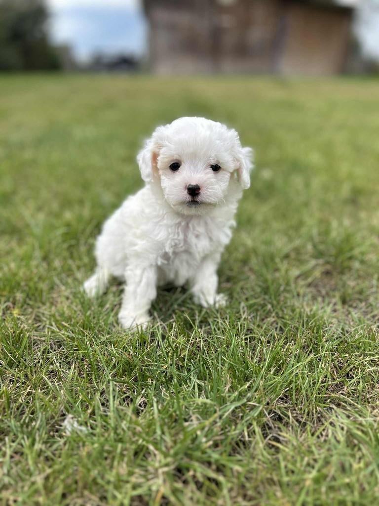 Maltipoo pupjes te koop,bij ons geboren, Dieren en Toebehoren, Parvo, België, 8 tot 15 weken, Meerdere