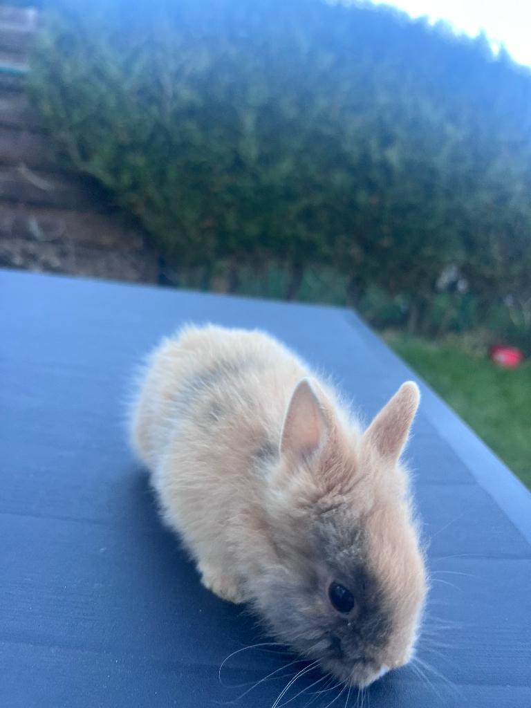 Konijn Dwergkonijn, Dieren en Toebehoren, Mannelijk