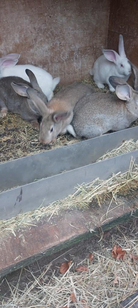 Konijnen, Dieren en Toebehoren, Konijnen