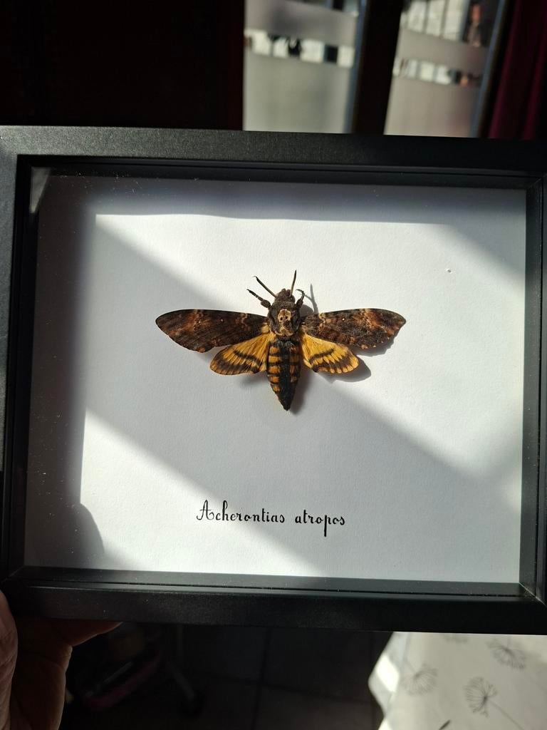 Cadre " Sphinx a tête de mort ", Envoi