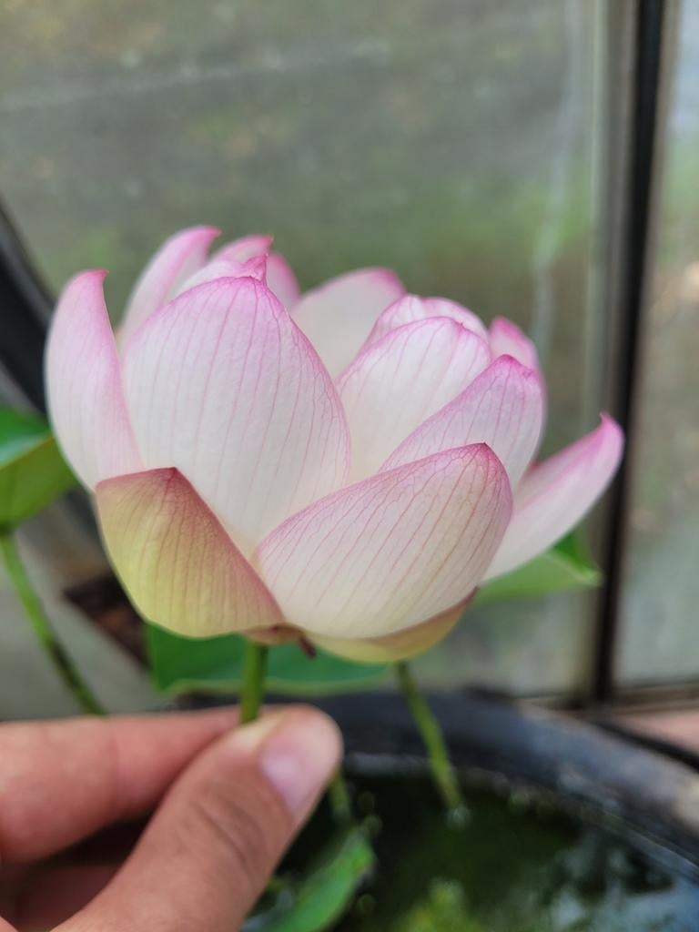 Winterharde lotus knollen, Tuin en Terras, Ophalen of Verzenden, Volle zon