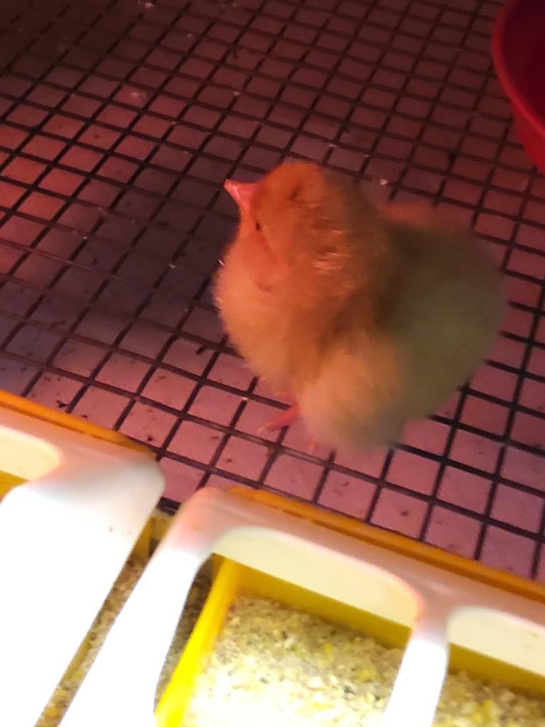 Poussins d'Orpington, Animaux & Accessoires