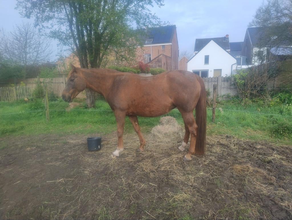 Rijpaard, Dieren en Toebehoren, Paarden