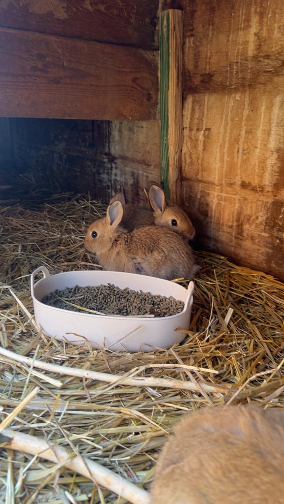 Vleeskonijnen, Dieren en Toebehoren, Konijnen